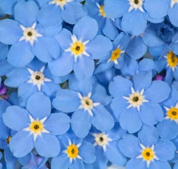 Fototapeten kleiner blauer Vergissmeinnicht-Blumenhintergrund © Alexander Potapov