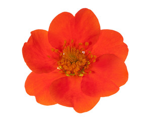 dark orange flower isolated on white