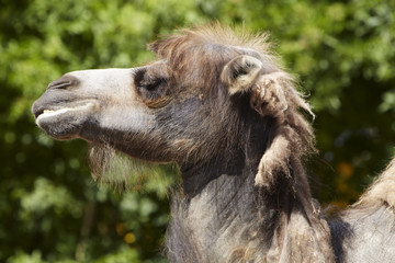 Kamel im Profil