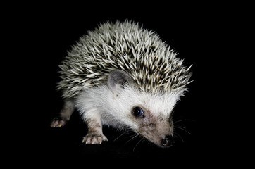 Obraz premium African pygmy hedgehog