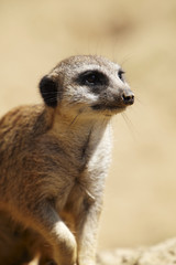 Erdmännchen, porträt