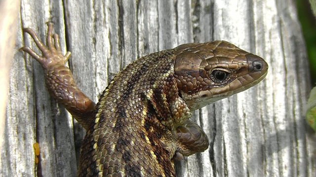 Waldeidechse - Zootoca-vivipara - m&auml;nnchen
