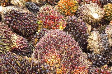 Palm Oil Fruits