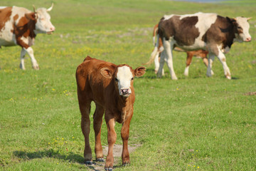 Fototapeta na wymiar brown calf and cows in pasture