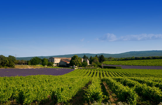 paysage - campagne