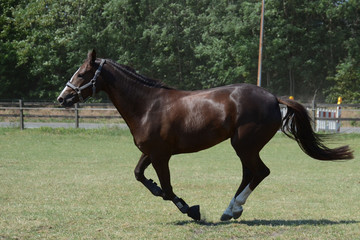 Pferd