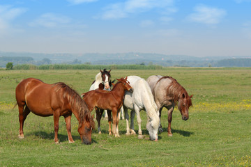 Naklejka na ściany i meble horses and foal in pasture