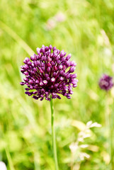 Fototapeta premium purple flower