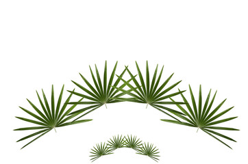 palm leaf