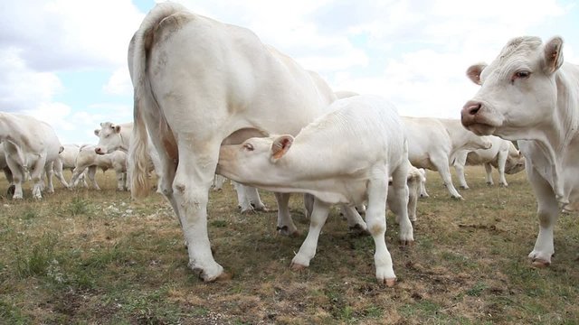 Closeup on calf suckling cow udder