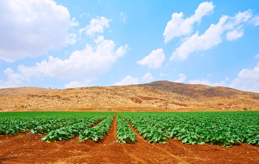 Plantation of  Pumpkin