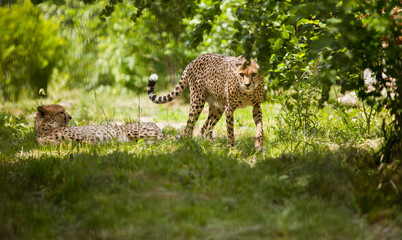 cheetah