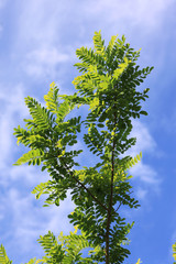 Acacia in forest