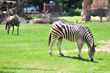 Fototapeta na wymiar zebra eating the grass