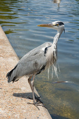 blue heron
