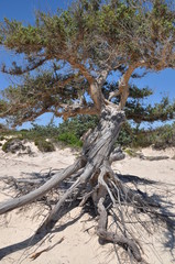 un cèdre sur l'ile de Chrissi