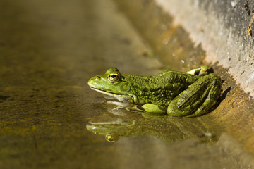 Rana esculenta - Green Frog - Grenouille verte