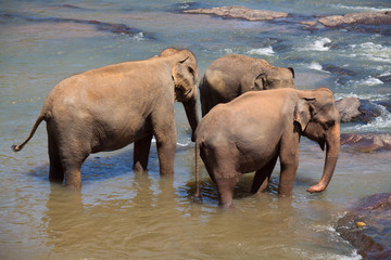 Fototapeta na wymiar Elephants' trio