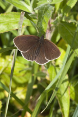 ringlet butterfly