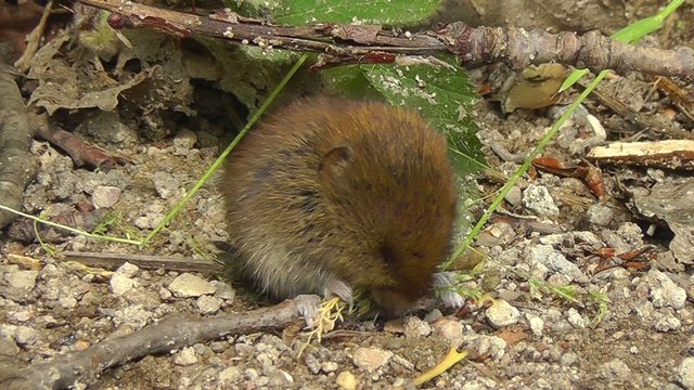 Feldmaus - Microtus arvalis