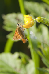 large skipper butterfly