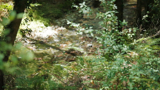 Forest spring in Trodos mountains, Cyprus