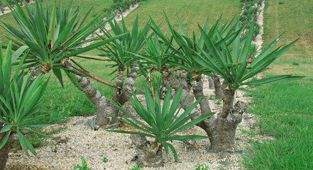 yucca