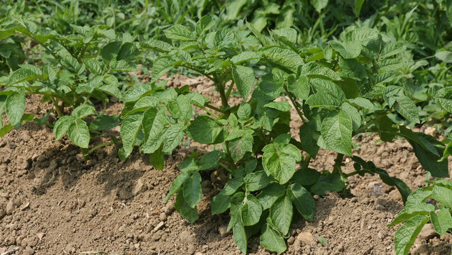 plants de pommes de terre