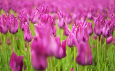 Horizontally seamless texture of blooming tulips