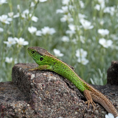 Zauneidechse - Lacerta agilis