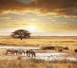 Panele Szklane Podświetlane  Safari