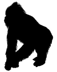 Gorilla Silhouette