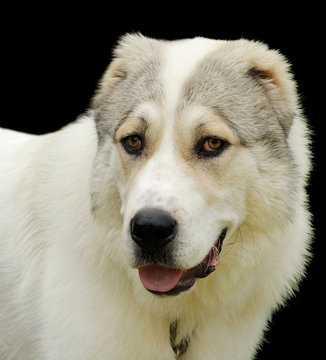 Beautiful alabai central Asian shepherd dog