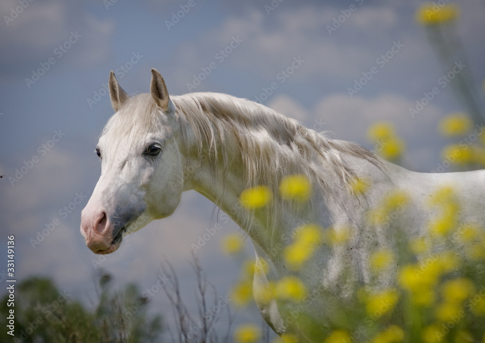 Poster white arabian horse