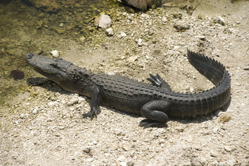 Fototapeta premium Alligator