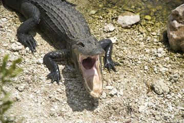Alligator