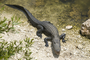 Alligator