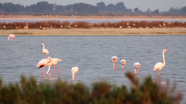 Flamand rose camargue