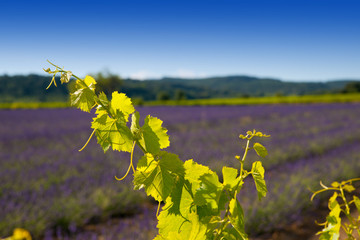 branche de vignes devant un champs de lavandes