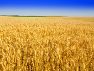 Wheat field against a blue sky