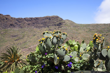 Masca