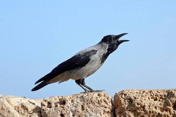 Crow