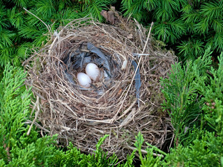 Fototapete Leeres Vogelnest Fototapeten Wallsheaven M Schuppich