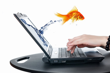 gold fish on notebook screen