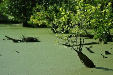 marais