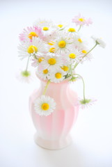 Daisies in a vase
