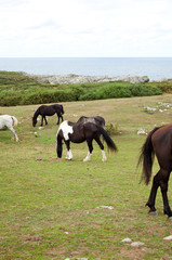 Herd of horses grazing