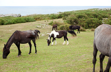 Obraz premium Herd of horses grazing