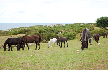 Herd of horses grazing