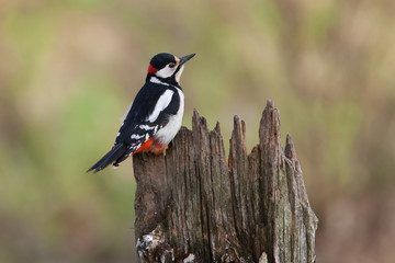 Woodpecker at lunch